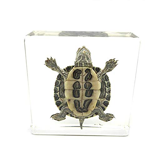 Pravi uzorak kornjače papirnate brazil kornjače kornjače Tortoise Animal primjerak znanstvene učionice uzorci neprijateljski