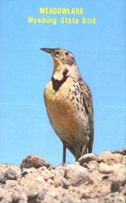 Državna ptica, razglednica u Wyomingu