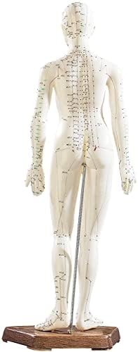 2pcs 45cm ljudski model za akupunkturu, muške i ženske figure za akupunkturu, oznake boja za meridijane i akupunkturne točke,