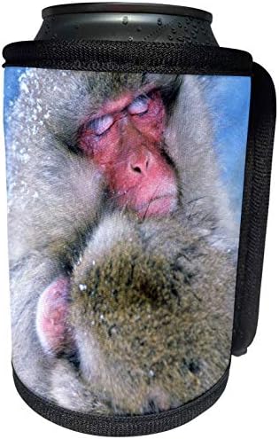 3Drose Danita Delimont - Monkeys - Japan, Nagano, Jigokudani, Snježni majmun, japanski makak -as15 RTI0445 - Rob Tilley -